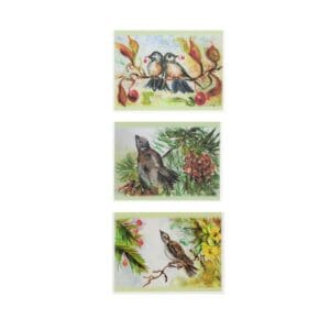 Mixed Birds Watercolor Art Note Card Boxed Set Of 3 Designs 2 Of Each Clearance Limited Stock