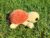 Crochet Small Sea Tortoise Plush – Handmade Plushie