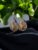 Beautiful Fox Sitting in a Grove Teardrop Earrings