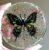 Beautiful Butterfly Drink Coasters Set with Rainbow Glitter